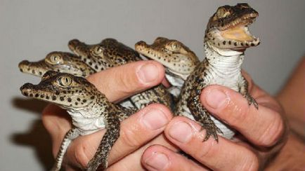 Interpretarea visului Un mic crocodil într-un vis Ce vise despre un mic crocodil Despre