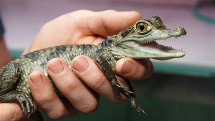 Interpretarea visului Un mic crocodil într-un vis Ce vise despre un mic crocodil Despre