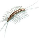 Centipede acasă în apartament, cum să scape de millipedes într-o casă privată