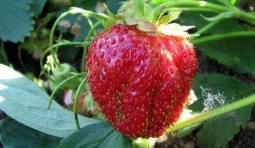 Soiuri de căpșuni cu fructe de padure deosebit de dulci și aromate - entuziasmul și visul unui horticultor