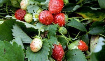 Soiuri de căpșuni cu fructe de padure deosebit de dulci și aromate - entuziasmul și visul unui horticultor