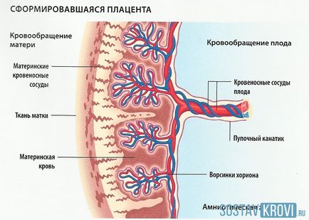 A hajók a köldökzsinór a nyaka a magzat, a sebesség, diagnózis, anomália