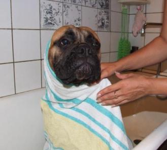 Sfaturi pentru proprietarul lui Bullmastiff