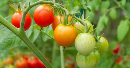 Sfaturi pentru cultivarea tomatelor pentru grădinari începători