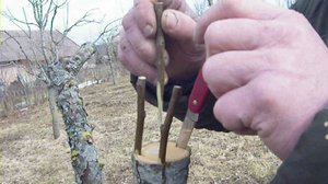 Metode de inoculare a pomilor fructiferi în grădină pe cont propriu în toamnă și primăvară
