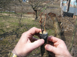 Metode de inoculare a pomilor fructiferi în grădină pe cont propriu în toamnă și primăvară