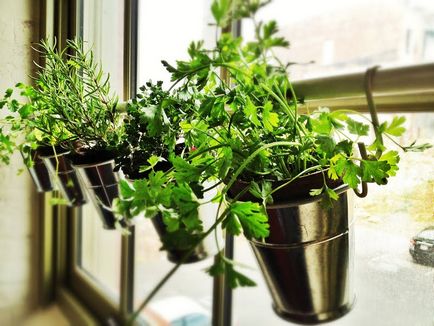 Modalități de a crește plantele picante acasă