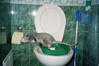 Metoda de formare pe etape a pisicilor din Cornish rex rasa la toaletă utilă elita pepinieră utilă