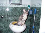 Metoda de formare pe etape a pisicilor din Cornish rex rasa la toaletă utilă elita pepinieră utilă