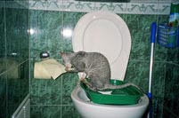 Metoda de formare pe etape a pisicilor din Cornish rex rasa la toaletă utilă elita pepinieră utilă
