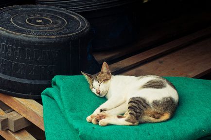 Indonéz alvó macska