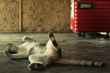 Сплячі індонезійські коти