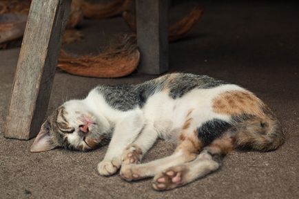 Сплячі індонезійські коти