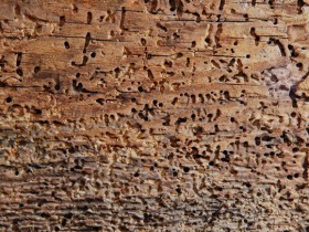 Mijloace de auto-protecție a lemnului de influența negativă a insectelor, umiditate și putrezire