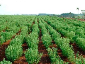 Stevia előnyei és hátrányai, cukorpótló, fotók