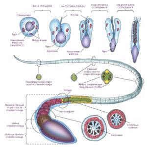 Stimularea și reglarea spermatogenezei, îmbunătățirea, tulburările spermatogenezei
