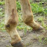 Streptococice pisici picior (comune) semne, diagnostic, prevenire, tratament, măsuri de control,