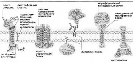 Structura și funcțiile membranelor biologice - stadopedia