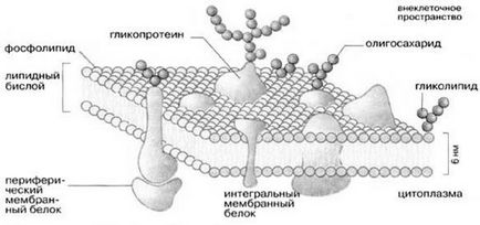 Structura și funcțiile membranelor biologice - stadopedia