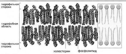 Structura și funcțiile membranelor biologice - stadopedia