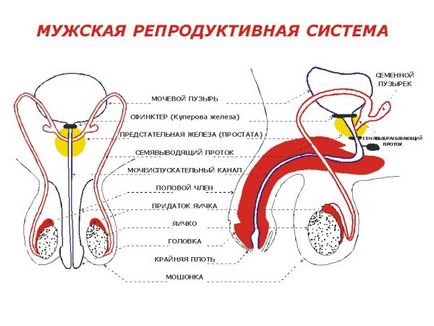 Будова і пояснює різницю між чоловіками сперматозоїда