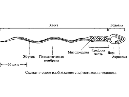 Structura și semnificația spermei masculine