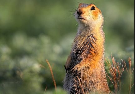 Gopher specie, fotografie, descriere, conținutul casei