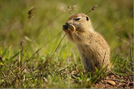 Gopher specie, fotografie, descriere, conținutul casei