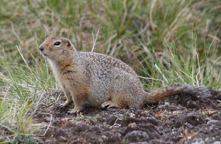 Gopher specie, fotografie, descriere, conținutul casei