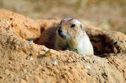 Gopher specie, fotografie, descriere, conținutul casei