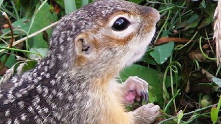 Gopher specie, fotografie, descriere, conținutul casei