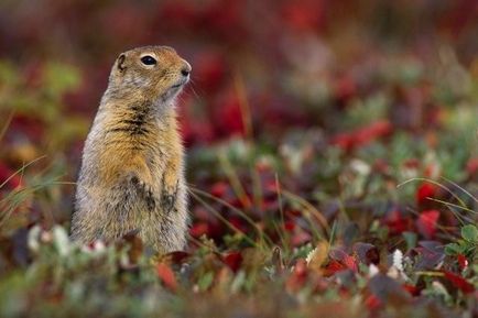 Gopher specie, fotografie, descriere, conținutul casei