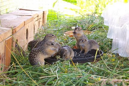 Gopher specie, fotografie, descriere, conținutul casei