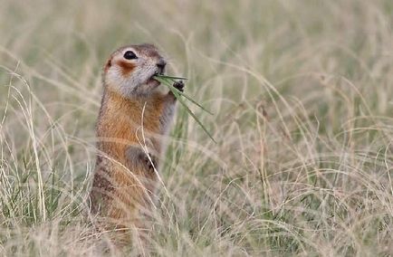 Gopher specie, fotografie, descriere, conținutul casei