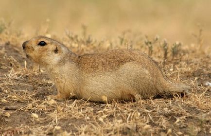 Gopher specie, fotografie, descriere, conținutul casei