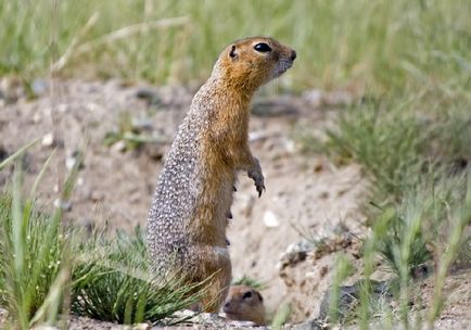 Gopher specie, fotografie, descriere, conținutul casei