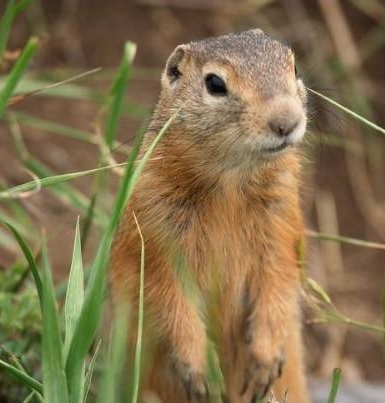 Gopher specie, fotografie, descriere, conținutul casei