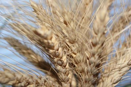 Технологія виробництва озимої пшениці