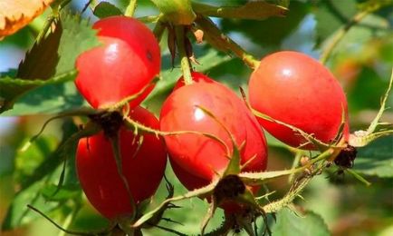 Bearberry (ochiul ursului) cu cistita cum să luați frunze, fructe de padure, bulion, perfuzie