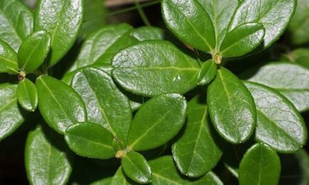 Bearberry (ochiul ursului) cu cistita cum să luați frunze, fructe de padure, bulion, perfuzie