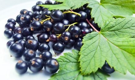 Bearberry (ochiul ursului) cu cistita cum să luați frunze, fructe de padure, bulion, perfuzie
