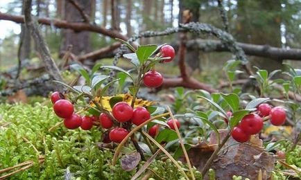 Bearberry (ochiul ursului) cu cistita cum să luați frunze, fructe de padure, bulion, perfuzie