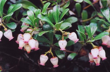 Bearberry in cistita - recenzii ale pacientilor cum sa ia frunzele si florile de plante