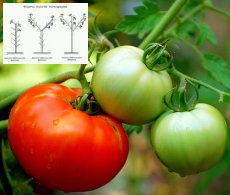 Томати і помідори формування куща