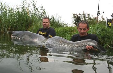 Тонкощі підводного полювання на сома - підводне полювання