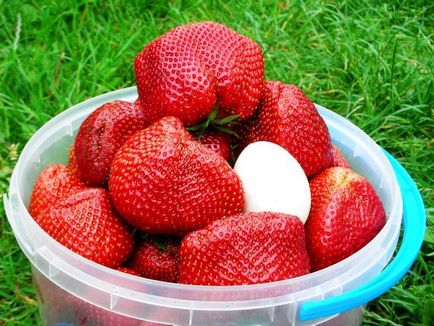 Top 12 cele mai bune căpșuni - mâncare foto