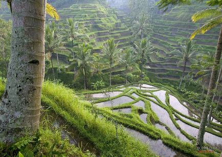 Ubud, Bali a térképen, hogyan lehet megtalálni, és mit kell látni