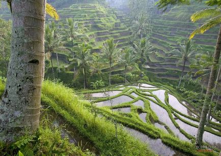 Ubud bali pe hartă cum să găsiți și ce să vedeți