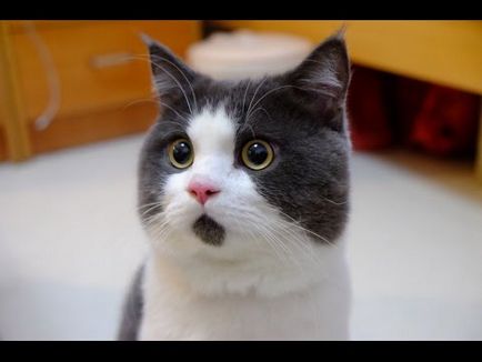 Здивований кіт з великої літери (валерія Сівкова-Мячкова)