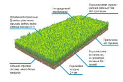 Plasarea unei peluze cu propriile mâini (video)